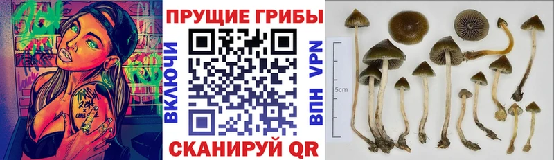 купить  цена  Заозёрск  Псилоцибиновые грибы Magic Shrooms 